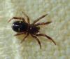 Asagena sp.